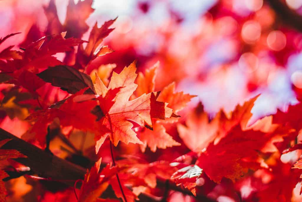 close up of red leaves in autumn